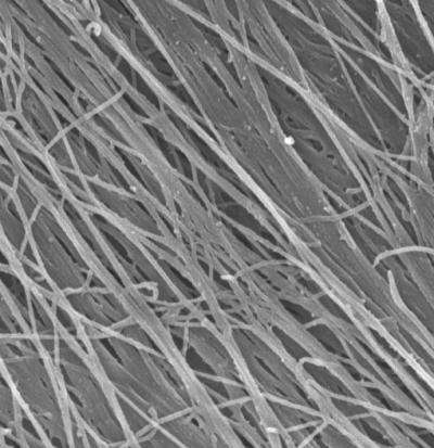 New biological scaffold offers promising foundation for engineered tissues