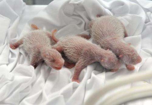 Newborn panda triplets inside an incubator at a safari park in the Chinese city of Guangzhou on August 12, 2014