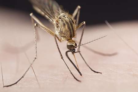 New certainty that malaria will ‘head for the hills’
