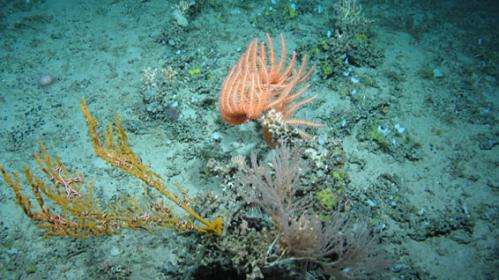 New corals discovered on UKs highest underwater mountain