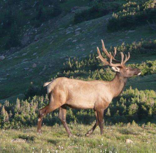 New CU-Boulder study shows differences in mammal responses to climate change