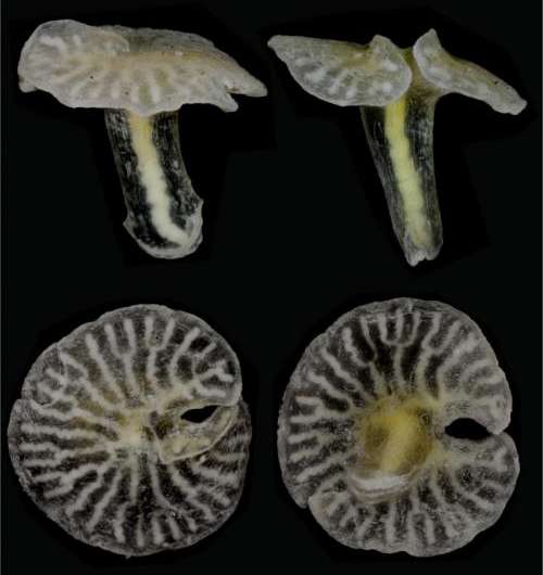 New deep sea mushroom-shaped organisms discovered