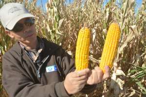 Newer hybrids with shorter maturity dates provide corn producers options