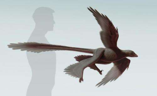 New feathered predatory fossil sheds light on dinosaur flight