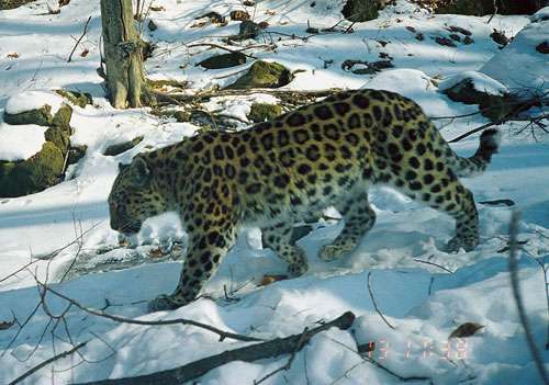 New footage reveals family life of elusive Amur leopard