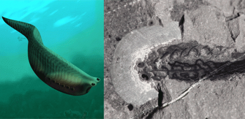New fossil find pinpoints the origin of jaws in vertebrates