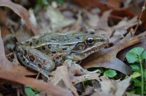 New frog discovered inhabiting I-95 corridor from Connecticut to North Carolina