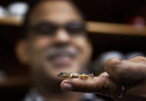 New frog species found in troubled Indian habitat