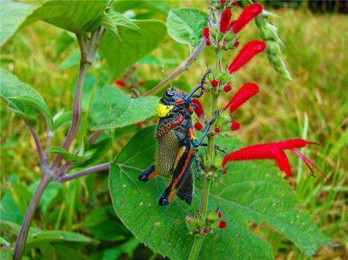 New grasshopper species named after Grammy winner