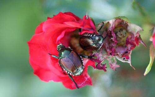 New guide available on Japanese beetles in Montana