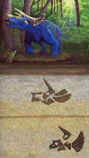 New insights about evolving Triceratops in Montana’s Hell Creek Formation