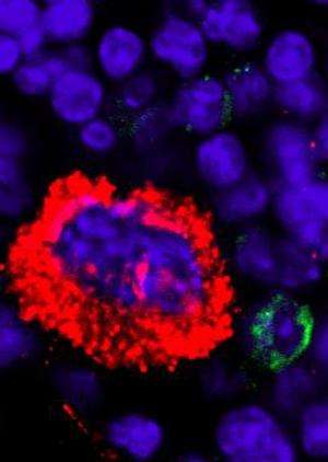 “巨型”细胞控制造血细胞生长的新见解
