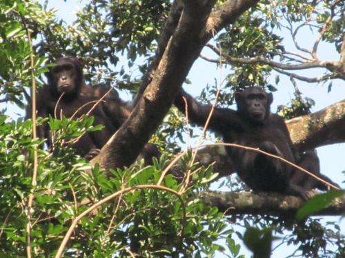 New large population of chimpanzees discovered