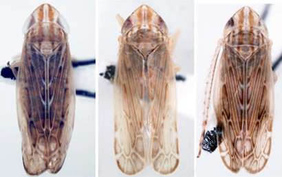 New leafhopper species named after University of Illinois entomologist