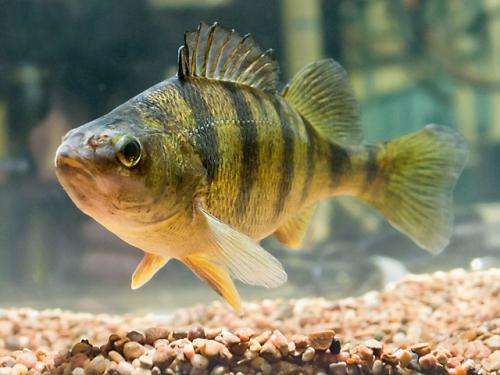 New Method Distinguishes Yellow Perch Females from Males