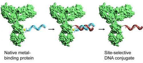 New method provides researchers with efficient tool for tagging proteins