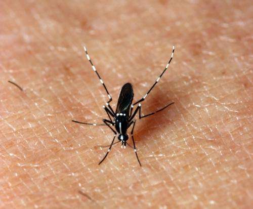 New mosquito-borne viral disease found in South Central Texas