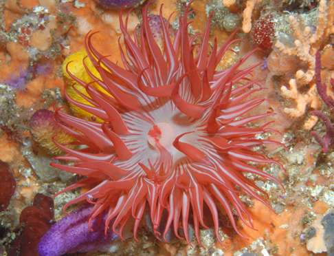 New order of marine creatures discovered among sea anemones