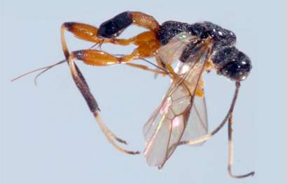 New parasitoid wasp species found in China