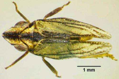 New planthopper species found in southern Spain