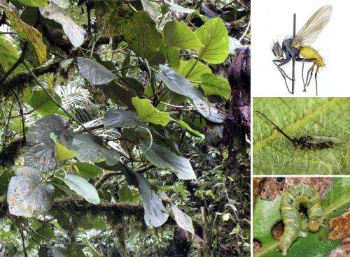 New plant species a microcosm of biodiversity