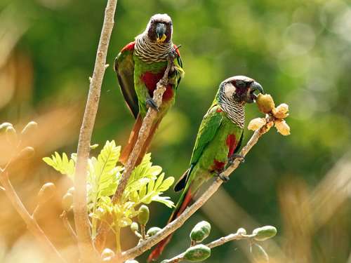 New population of critically endangered parakeets found in Brazil