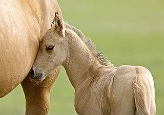 New pregnancy hormone identified in horses