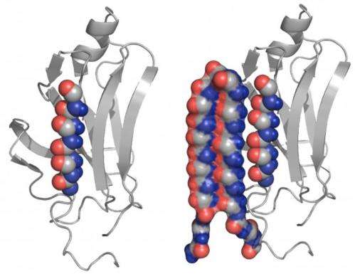 New protein structure could help treat Alzheimer's, related diseases