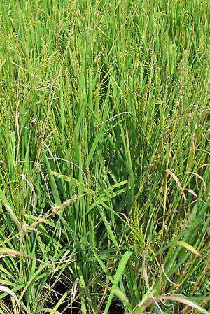 New Rice Competes with Weeds, Offers High Grain Quality to Boot