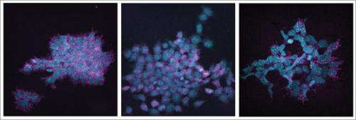 New single-cell analysis reveals complex variations in stem cells
