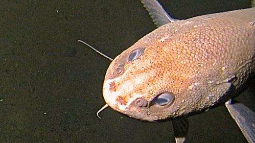 New species and surprising findings in the Mariana Trench