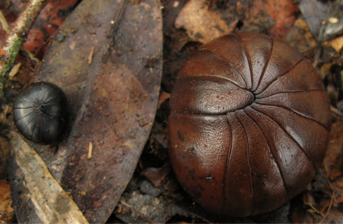 New species of ancient chirping giant pill-millipedes from Madagascar already threatened