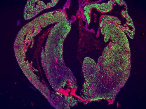 New study casts doubt on heart regeneration in mammals