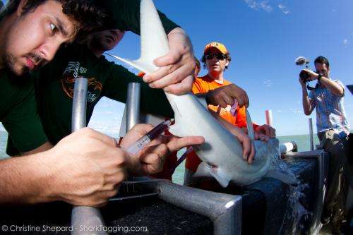 New study examines the effects of catch-and-release fishing on sharks