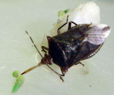 New study may aid rearing of stink bugs for biological control