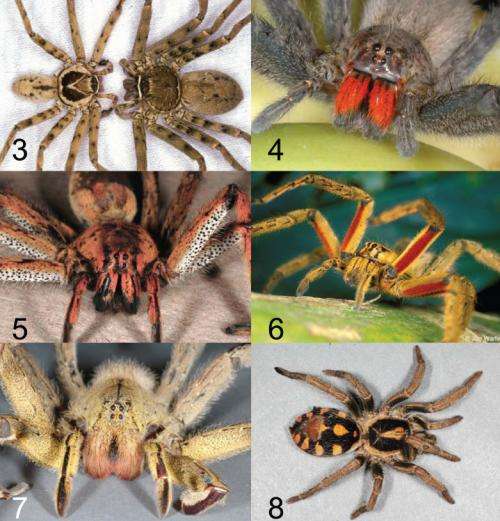 New study provides key to identifying spiders in international cargo