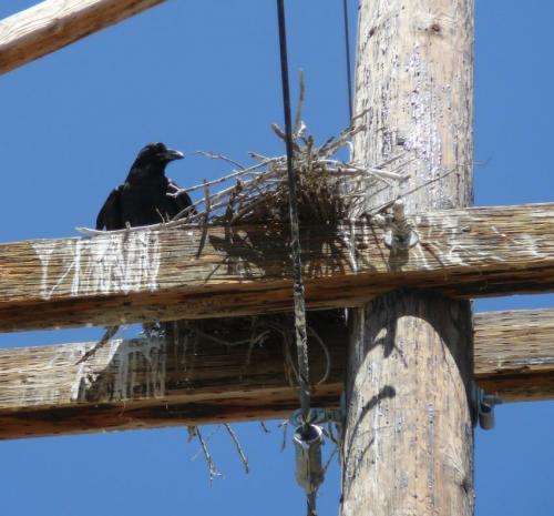 New study: Ravens rule Idaho's artificial roosts