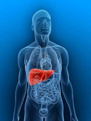 New study reveals links between alcoholic liver disease and the circadian clock