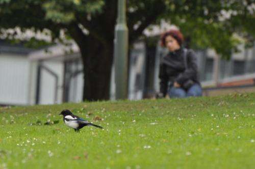 New study takes the shine off magpie folklore
