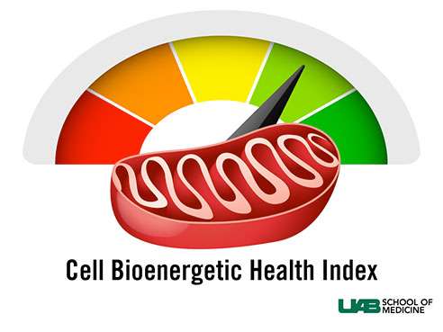 New test measuring cell bioenergetic health could become key tool in personalized medicine