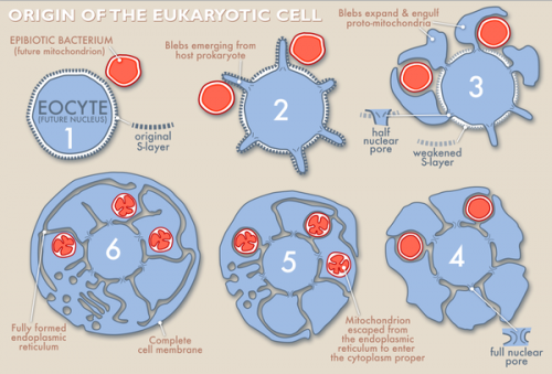 New theory suggests alternate path led to rise of the eukaryotic cell