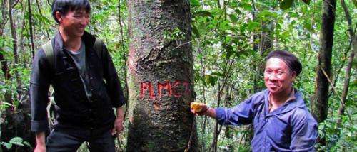 New threatened tree populations discovered in Vietnam