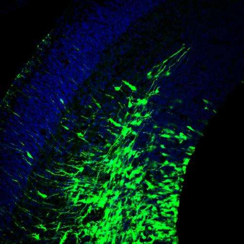 New type of protein action found to regulate development