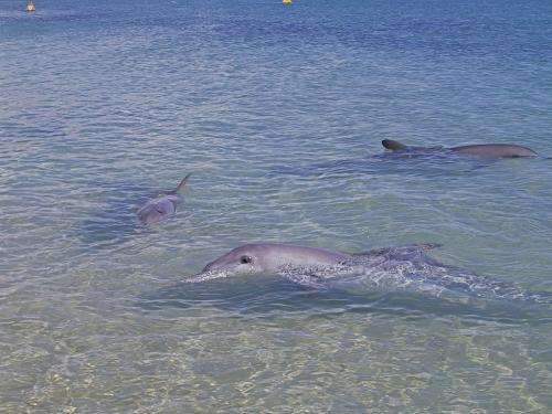 New variant of cetacean morbillivirus identified in WA dolphins