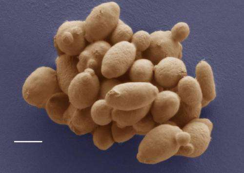 New yeast species travelled the globe with a little help from the beetles