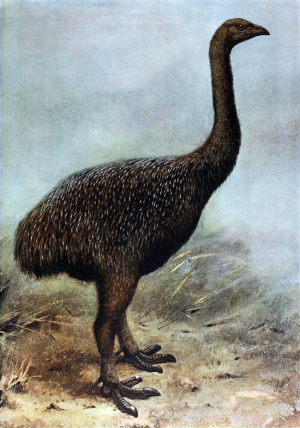 New Zealand's moa were exterminated by an extremely low-density human population
