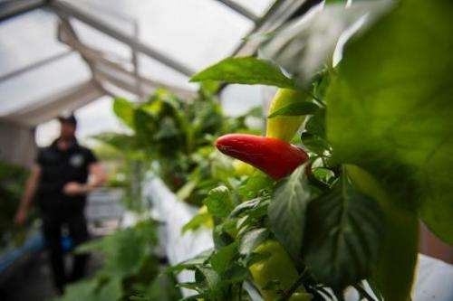 Nicolas Leschke, CEO and founder of ECF Farm Systems, checks his crops at a green house built on a shipping container by the ECF