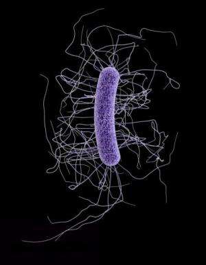 NIH launches Phase I clinical trial of novel drug to treat Clostridium difficile infection