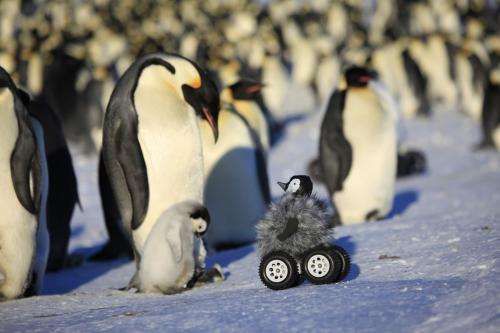 Cute chick rover: A new way to spy on shy penguins