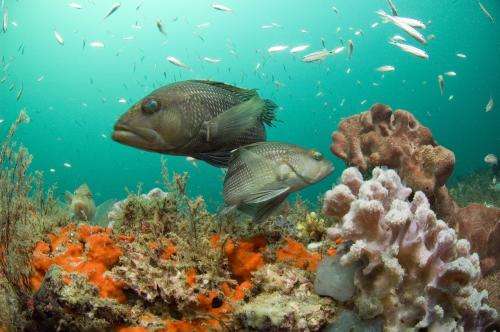 NOAA announces updated process for nominating new national marine sanctuaries